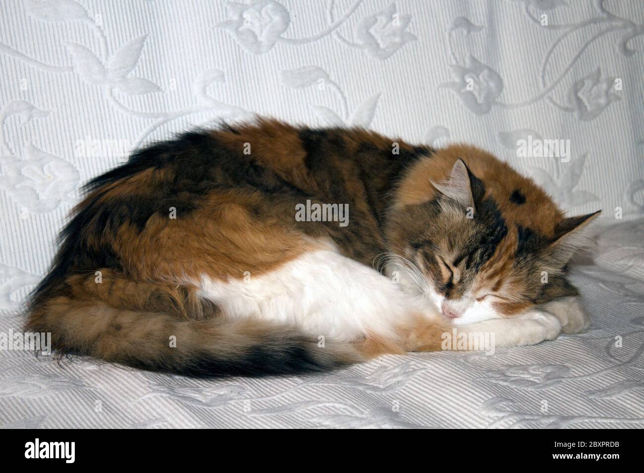 Zentrale Perspektive Ansicht voller Länge Porträt einer Schildkröte Shell calico Katze auf weißem Sofa friedlich schlafen. Stockfoto