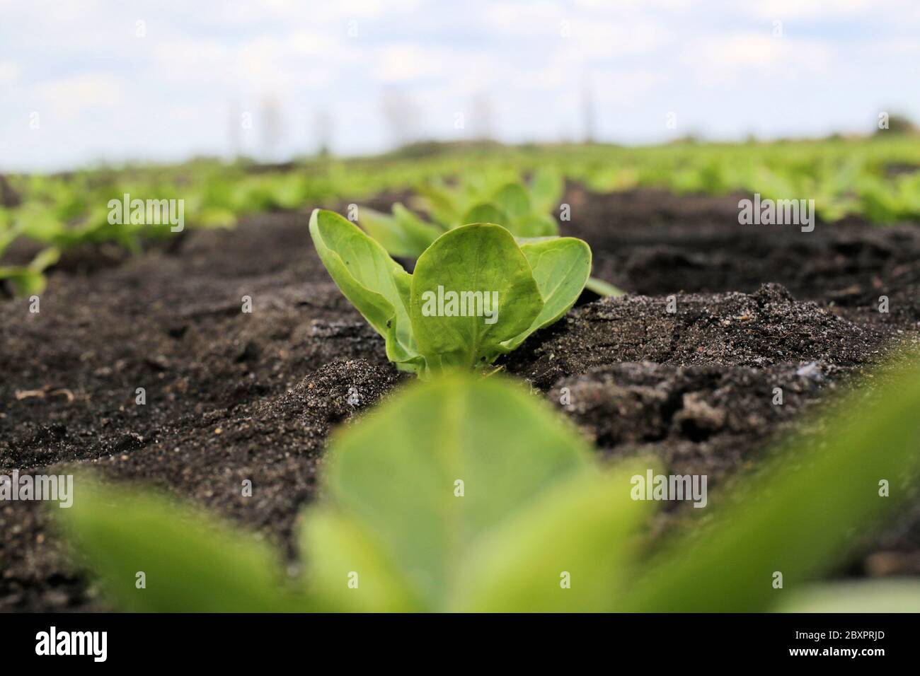 Kleine Edelsteinsalate, die in den Fens von GS-Züchtern angebaut werden Stockfoto