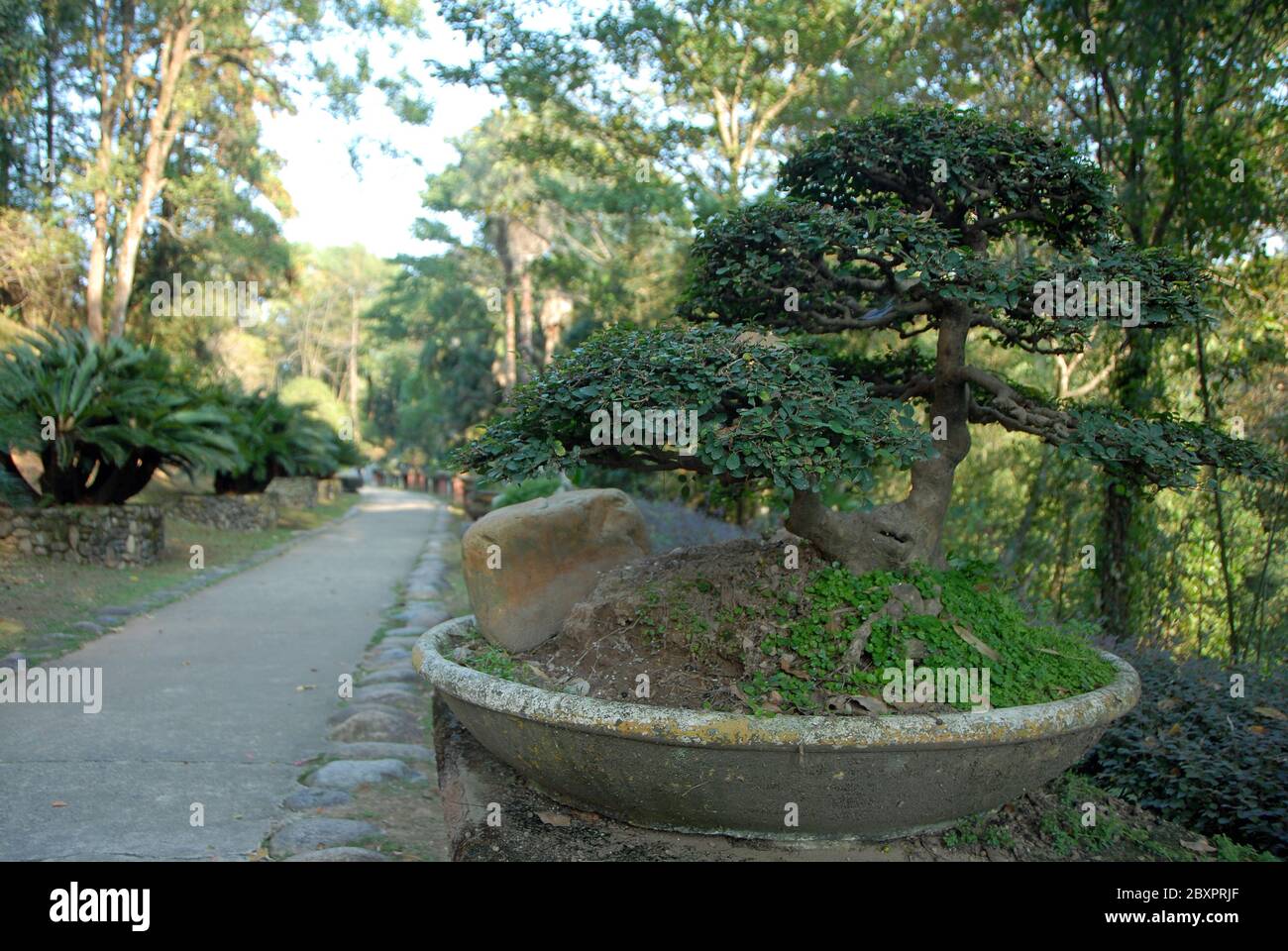 Wuyishan Berge in der Provinz Fujian, China. Die Gärten auf dem Gelände des Wuyi Tempels. Konzentrieren Sie sich auf den Vordergrundbaum. Wuyi Berge UNESCO-Website Stockfoto