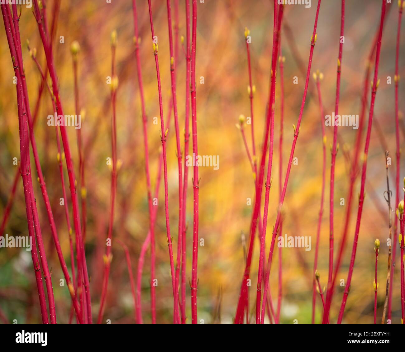 Winterfarbe im Garten, Beth Chatto Garten Stockfoto