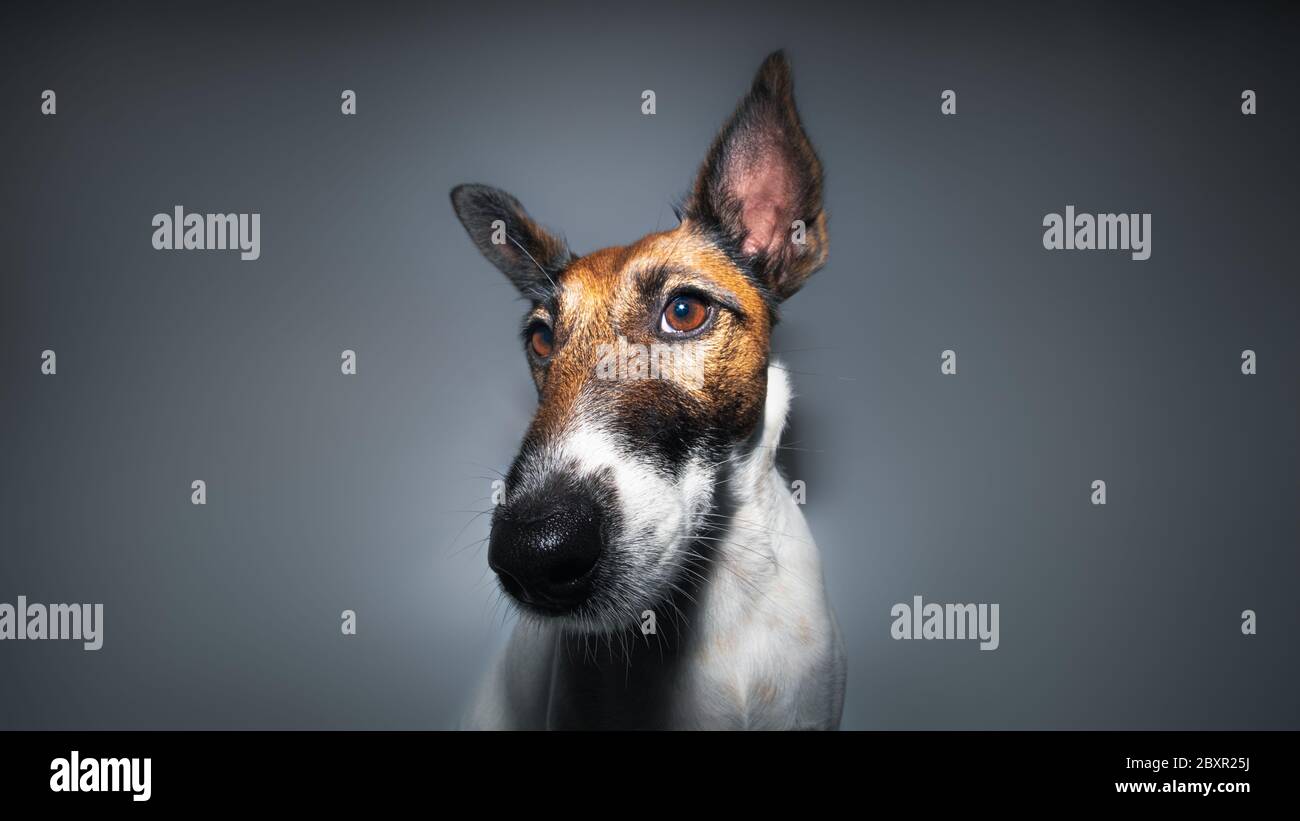 Nahaufnahme eines Fuchsterrier-Weitwinkelobjektivs. Studioaufnahme eines Hundegesichts, große lange Nase, launischer Schuss Stockfoto