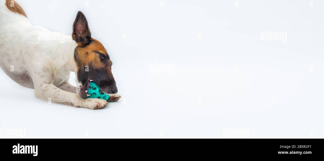 Verspielter Fuchs Terrier Welpen mit einem Ball in weißem Hintergrund. Spielen junge Hund im Studio, Haustiere Konzept Stockfoto
