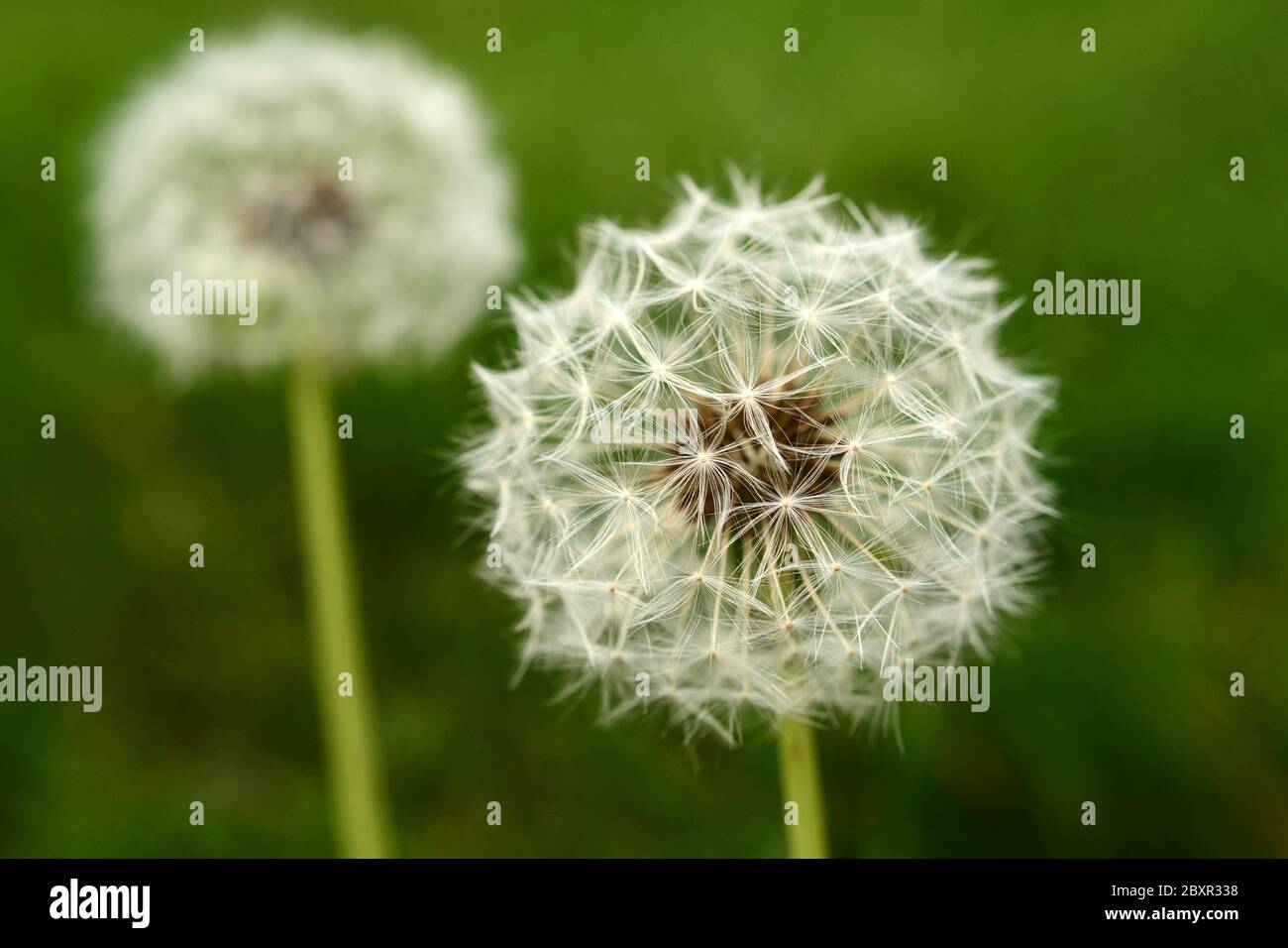 Ein paar Löwenzahn in einer grünen Wiese in einer Nahaufnahme Detailansicht Stockfoto