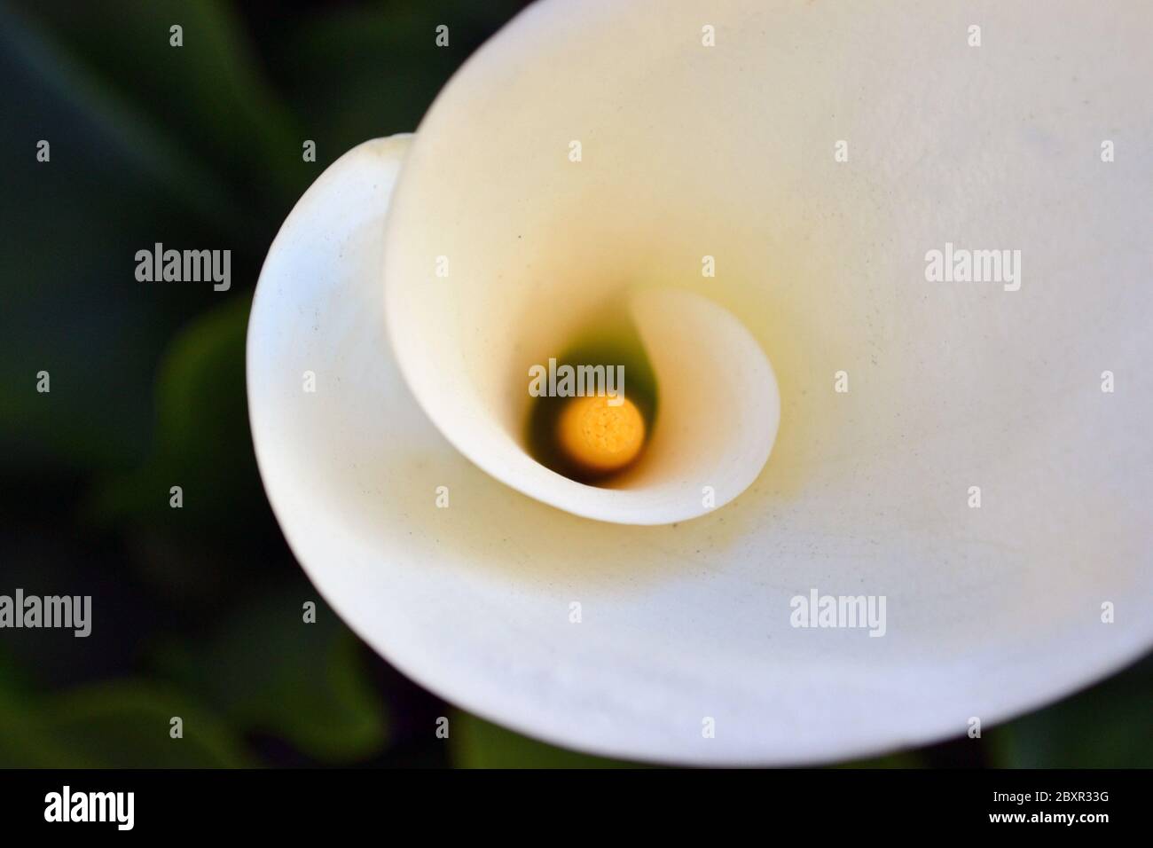 Schöne glatte Kurven und Proportion einer weißen und gelben eleganten Blume der Calla Lily Stockfoto