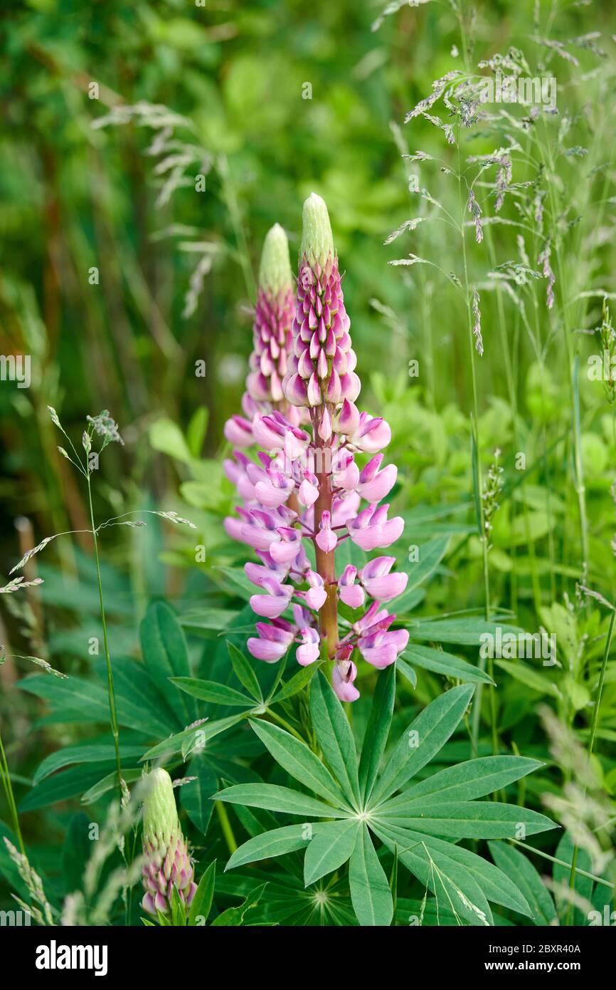 Wilde Lupinen, die am Rande der Straße wachsen, Petite Riviere, Nova Scotia, Kanada, Stockfoto