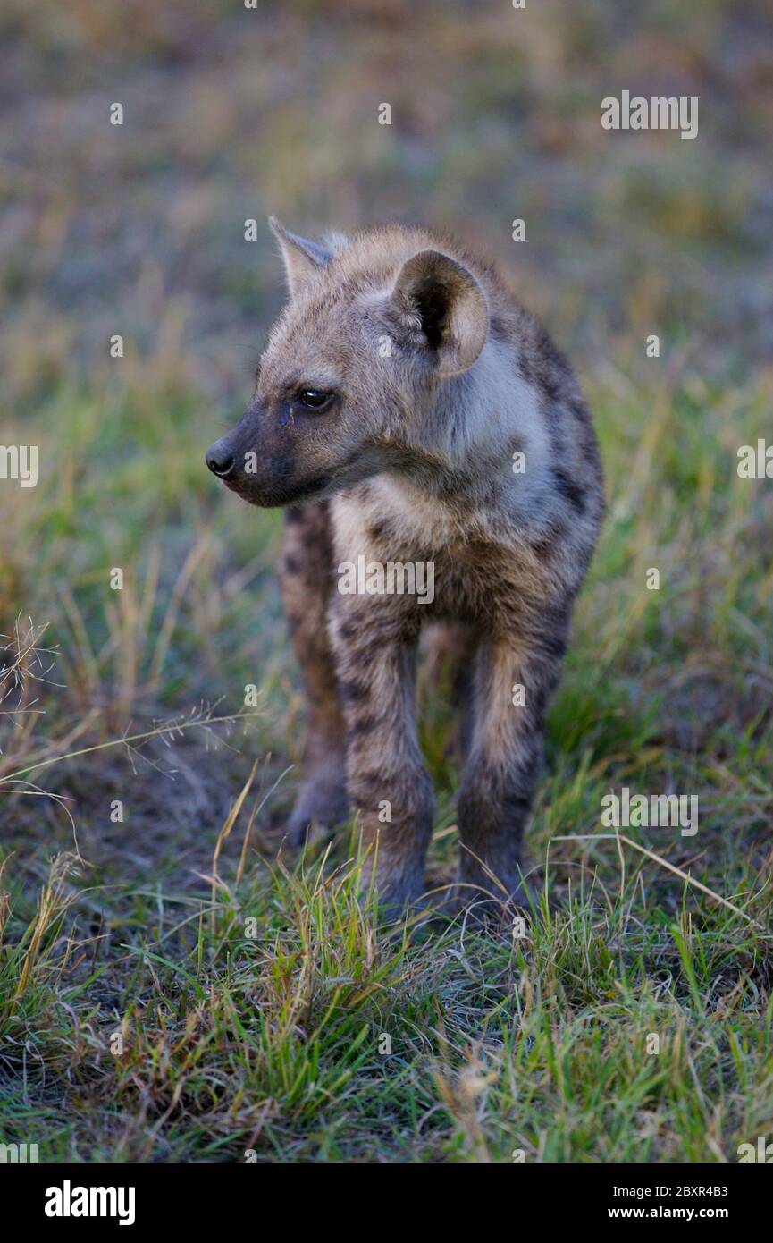 Afrikanische Hyäne Stockfoto