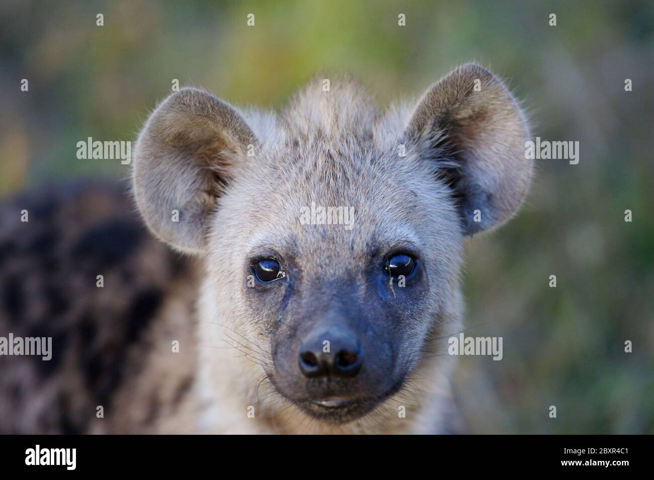 Afrikanische Hyäne Stockfoto