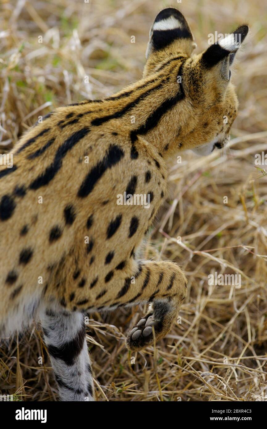 Eine Afrikanische Serval Cat Stockfoto