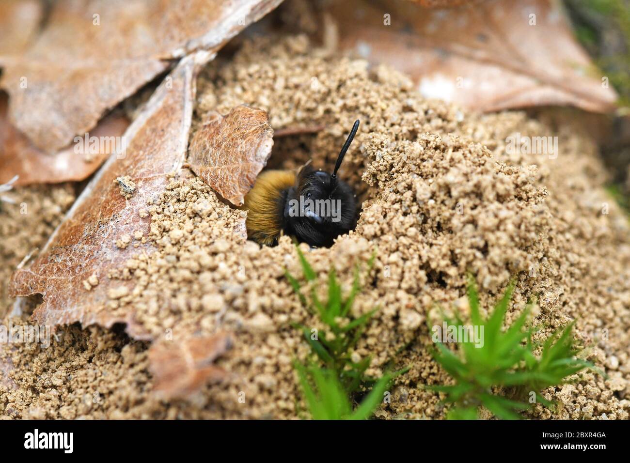 Clarke's Bergbaubiene (Andrena clarkella) weiblich Stockfoto