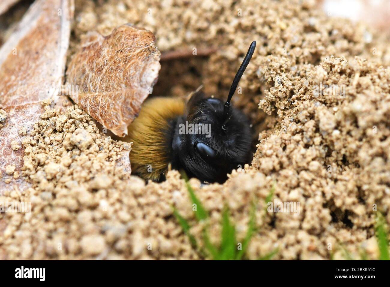 Clarke's Bergbaubiene (Andrena clarkella) weiblich Stockfoto