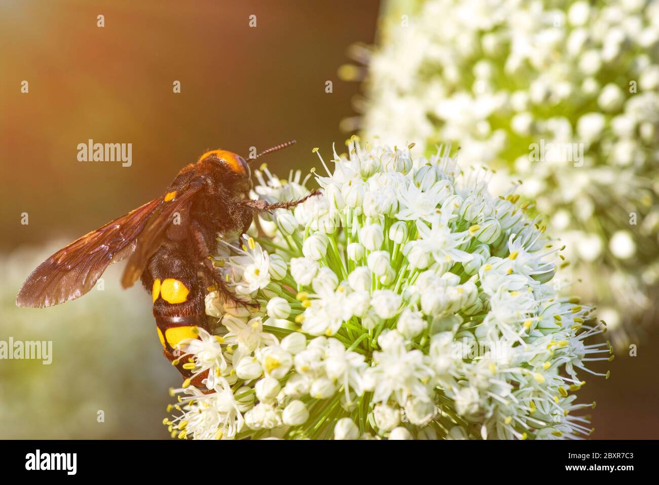 Scolia lat. Megascolia maculata lat. Scolia maculata ist eine Art von