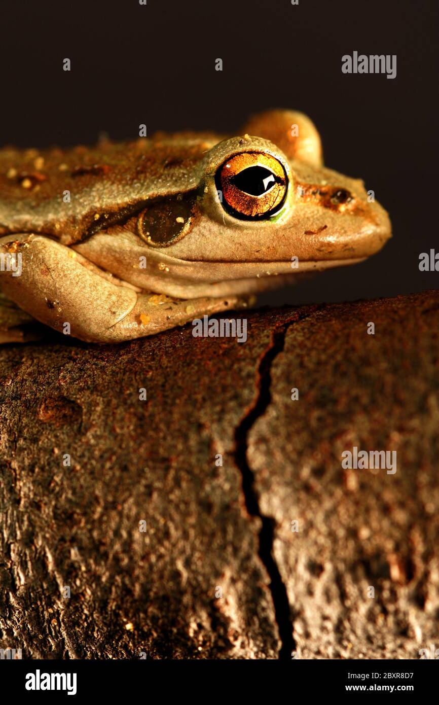 Westlichen grünen Laubfrosch Stockfoto