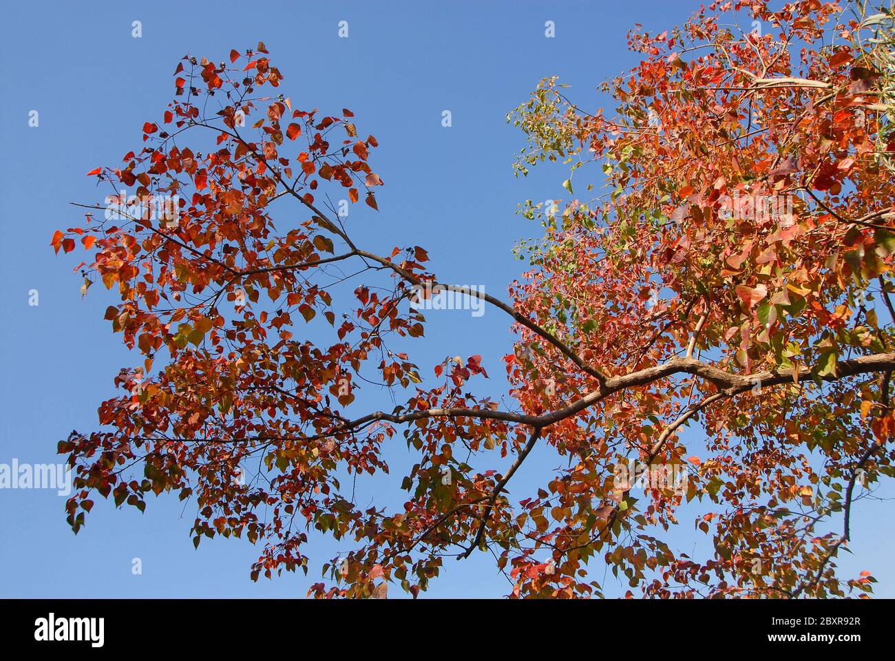 Ein Baum mit roten und orangen Blättern, der an einem blauen Himmel steht. Aufgenommen in der antiken Stadt Hongcun in der Provinz Anhui, China. Stockfoto