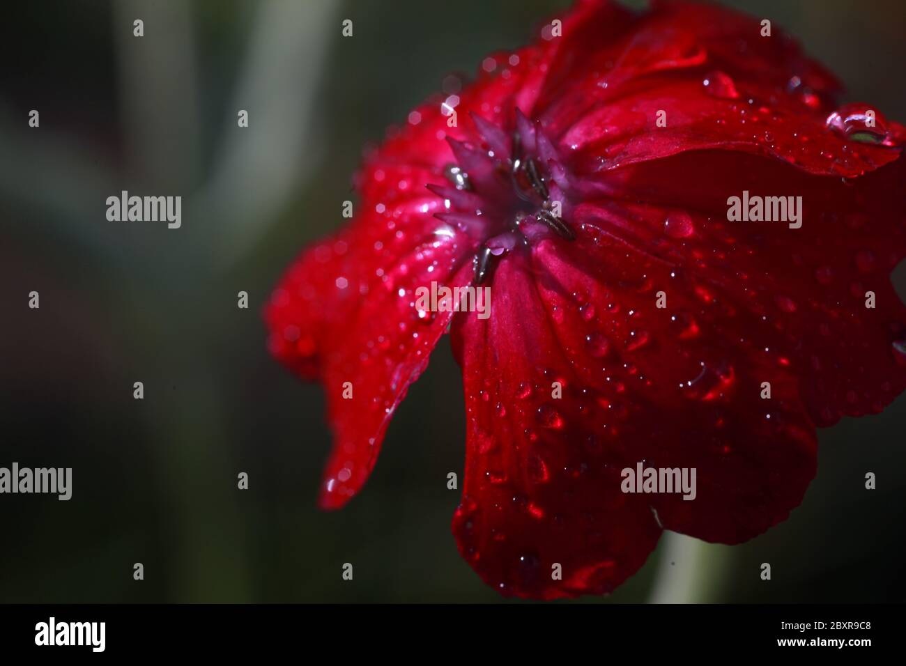 Nahaufnahme einer schönen roten Blume mit Wassertropfen auf den Blütenblättern, Makroblume und verschwommenem Hintergrund. Stockfoto