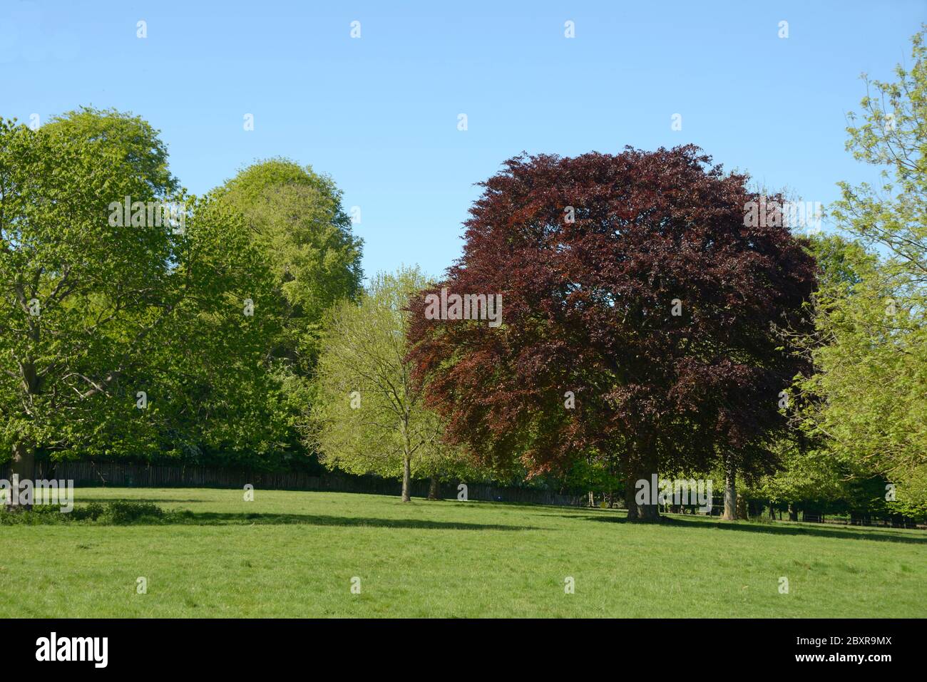 Kupferbeechenbaum, im Frühling. Wollaton Park Stockfoto