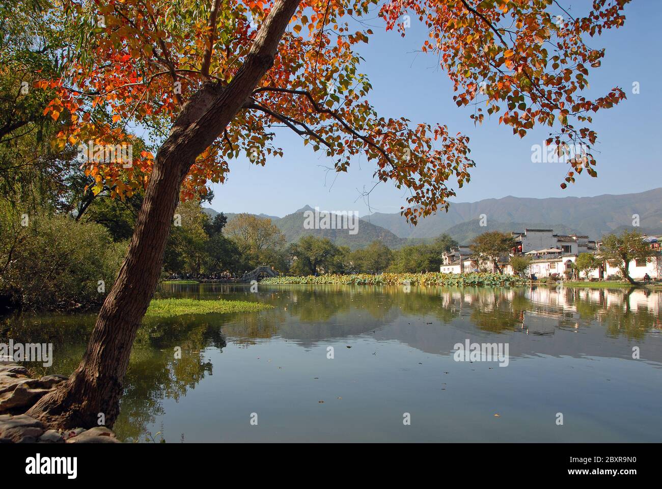 Hongcun antike Stadt in der Provinz Anhui, China. Blick auf den Nanhu See in Hongcun mit Steinbrücke, Lilien und alten Gebäuden. Eingerahmt von einem roten Baum Stockfoto