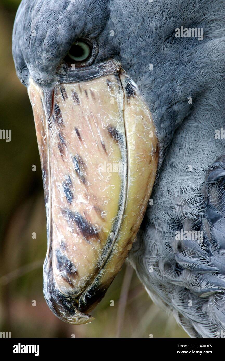 Afrikanische Schuhschnabel Stockfoto