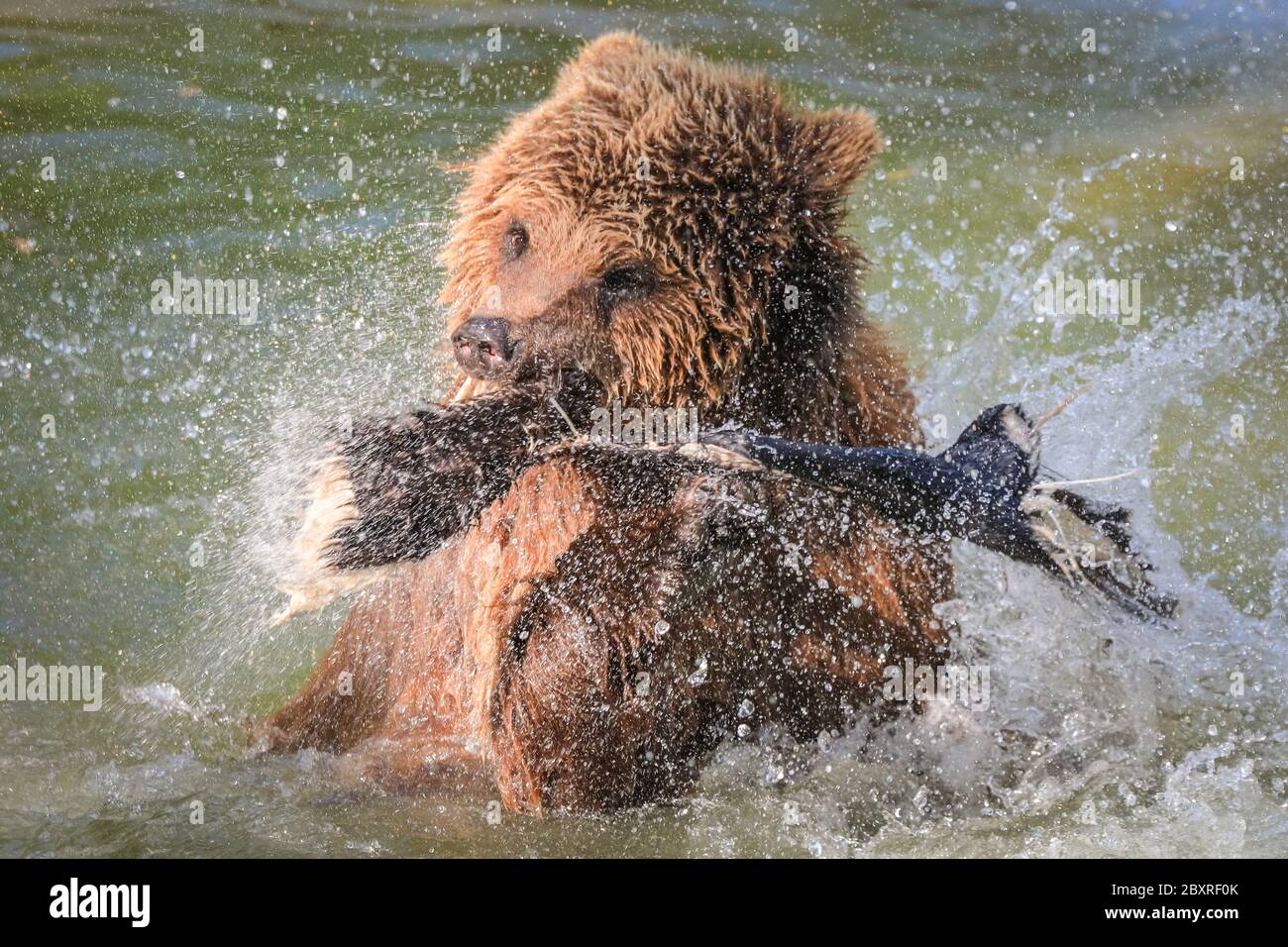 Eurasischer Braunbär Ursus arctos) Weibchen im ZSL Whipsnade Zoo genießt Baden und spritzt im Wasser, Großbritannien Stockfoto