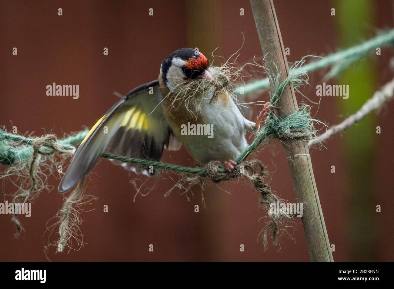 London, Großbritannien. Juni 2020. UK Wetter - EIN männlicher Goldfink (Carduelis carduelis) sammelt Fasern von Gartengarn für Nestbau aus einem Vorstadtgarten im Nordwesten Londons. Normalerweise werden im Juni fünf Eier in Nestern gelegt, die in mehreren Metern Höhe in dichten Beeten gebaut wurden, wobei die Küken zwei Wochen später schlüpfen. Kredit: Stephen Chung / Alamy Live News Stockfoto