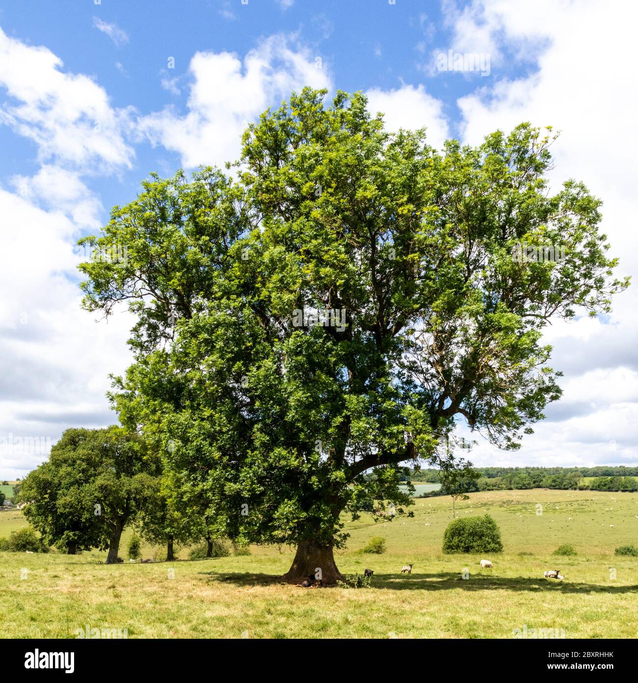 Eine Esche Anfang Juni in der Nähe des Cotswold Dorfes Cutsdean, Gloucestershire UK Stockfoto