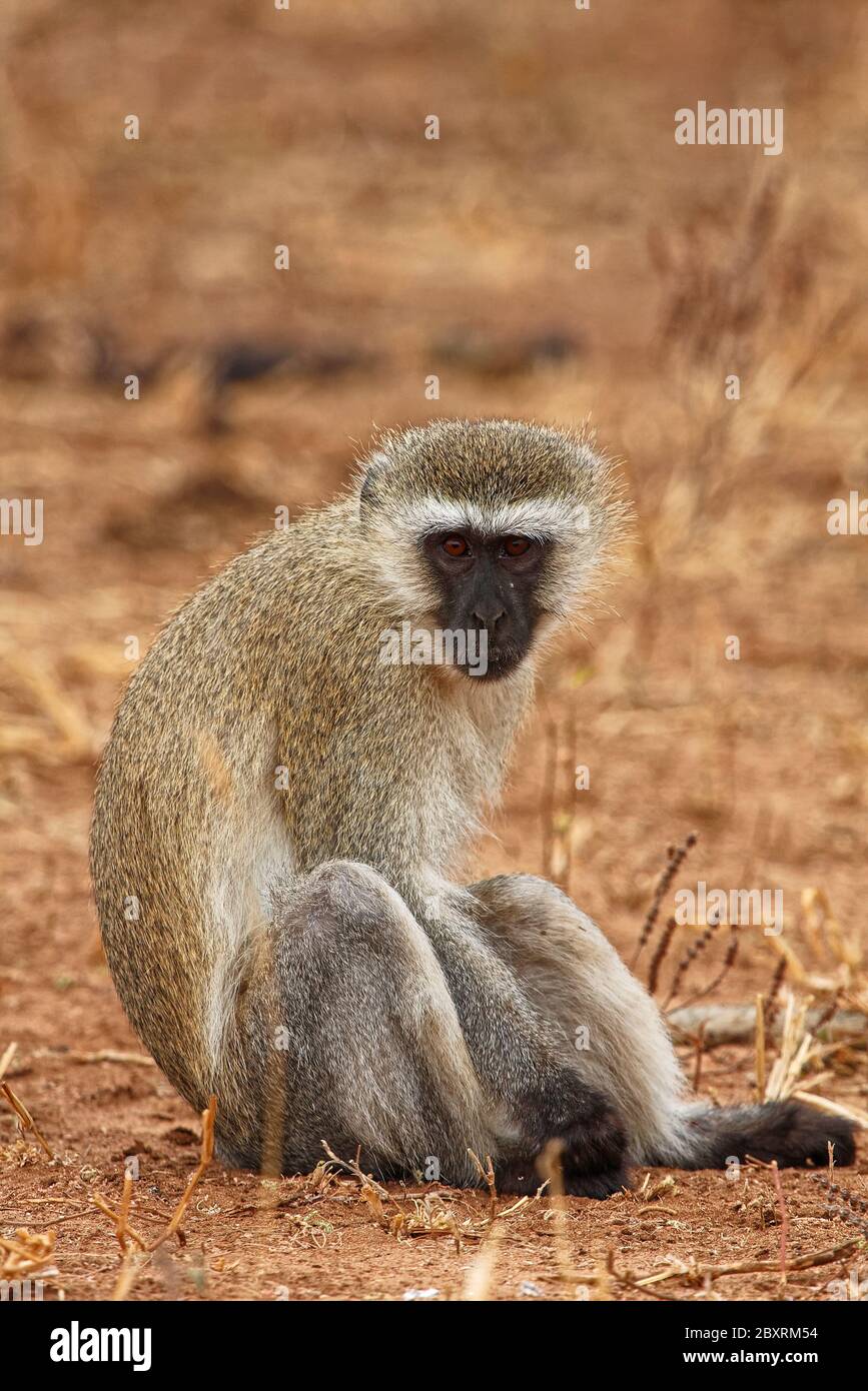 Vervet-Affe, Porträt; sitzend; Nahaufnahme; Cercopithecus aethiops; allesfressend, wild lebende Tiere, Tiere, Tarangire-Nationalpark, Tansania; Afrika Stockfoto