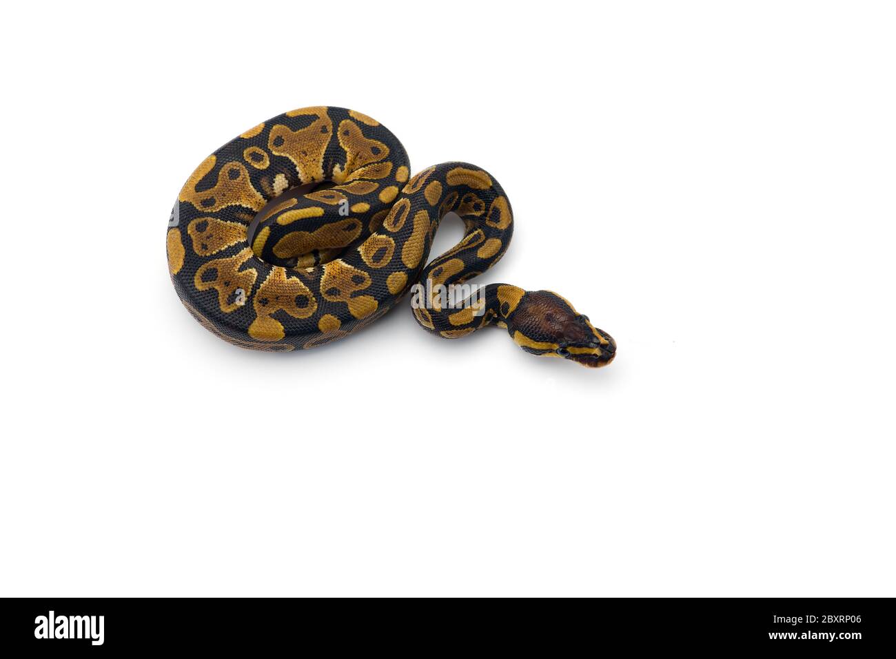 Die royal Python auf weißem Hintergrund Stockfoto