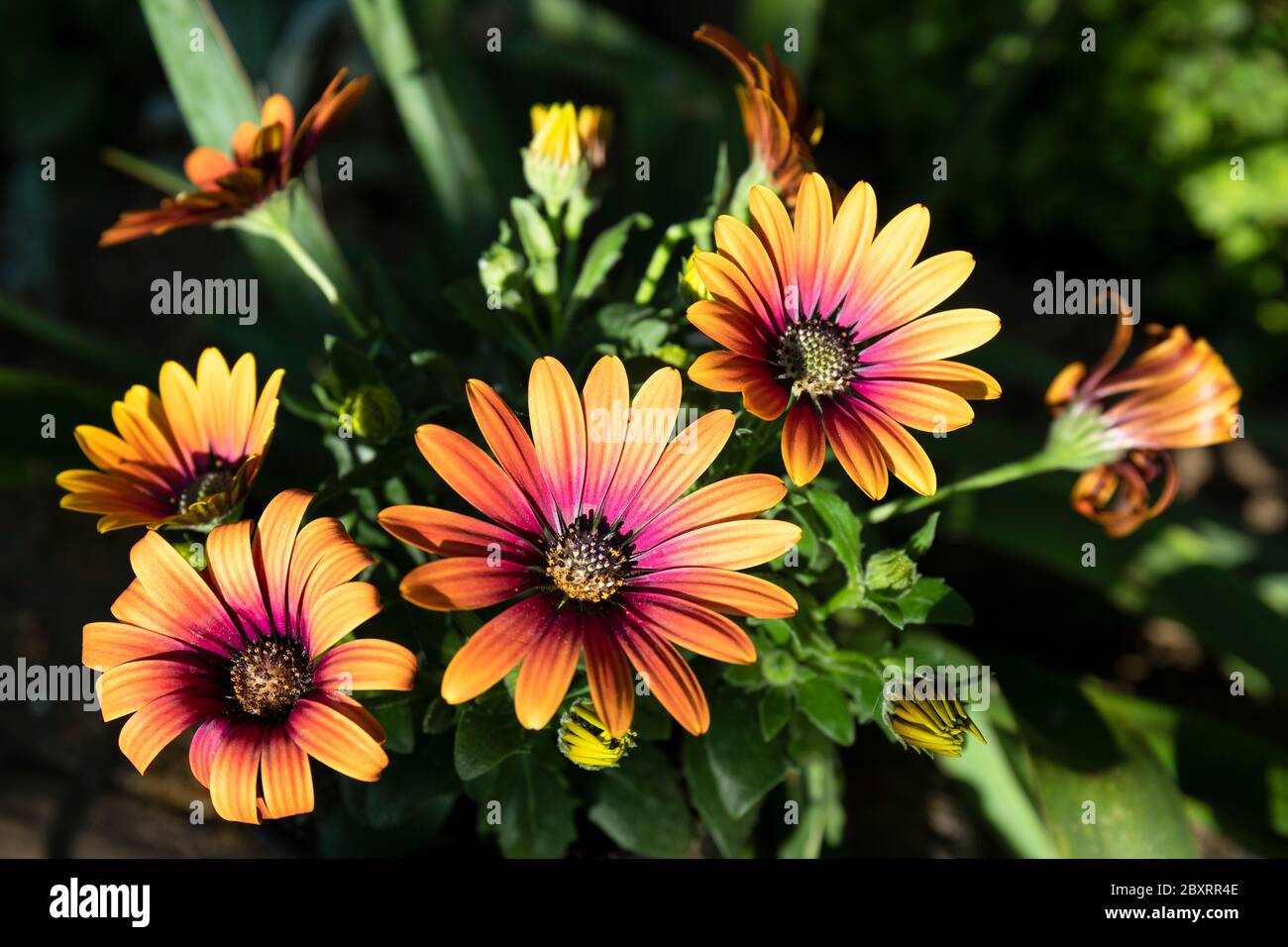 Osteospermum Special Erato Purple Glow Stockfoto