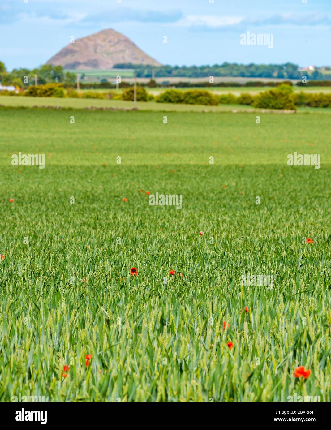 East Lothian, Schottland, Großbritannien, 8. Juni 2020. UK Wetter: Die Sonne kommt heraus und leuchtet Mohnblumen auf einem Feld mit dem vulkanischen Stecker von Berwick Law in der Ferne Stockfoto