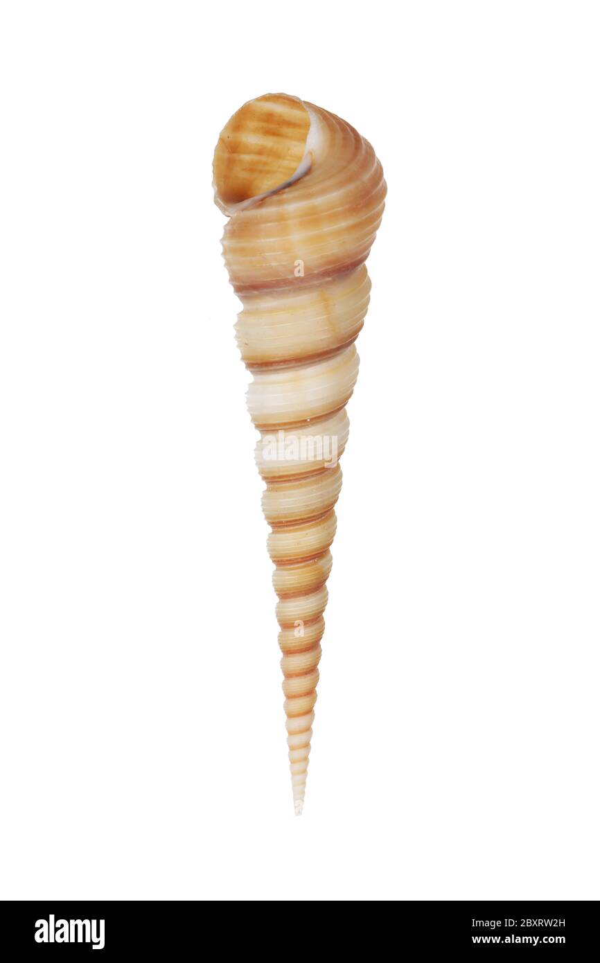 Terebridae Schnecke Muschel isoliert auf weiß mit Clipping-Pfad Stockfoto