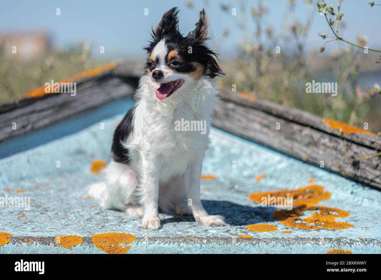chihuahua auf einem alten blauen Fischerboot in der Wildnis Stockfoto