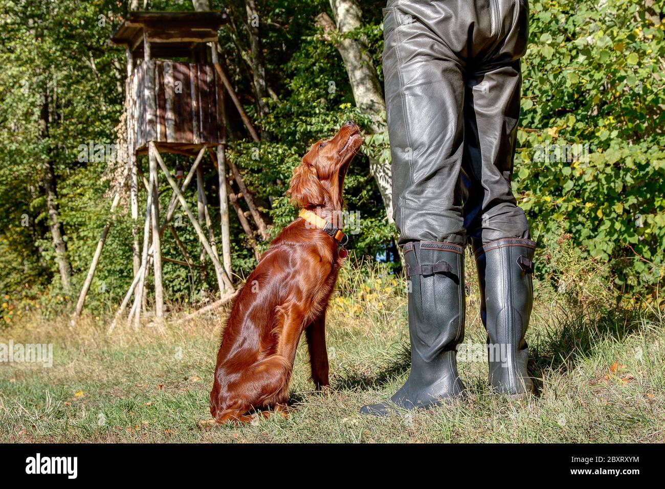 Jagdhund Training. Der 6 Monate alte irische Setter schaut aufmerksam auf seinen Trainer. Stockfoto