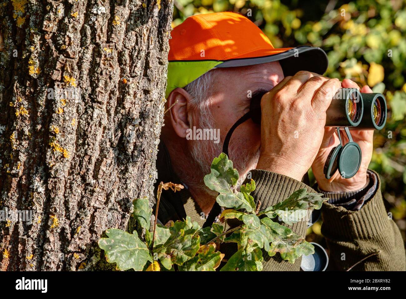 Gut getarnt hinter einem Baum beobachtet der alte erfahrene Jäger sein Jagdgebiet durch Ferngläser. Stockfoto