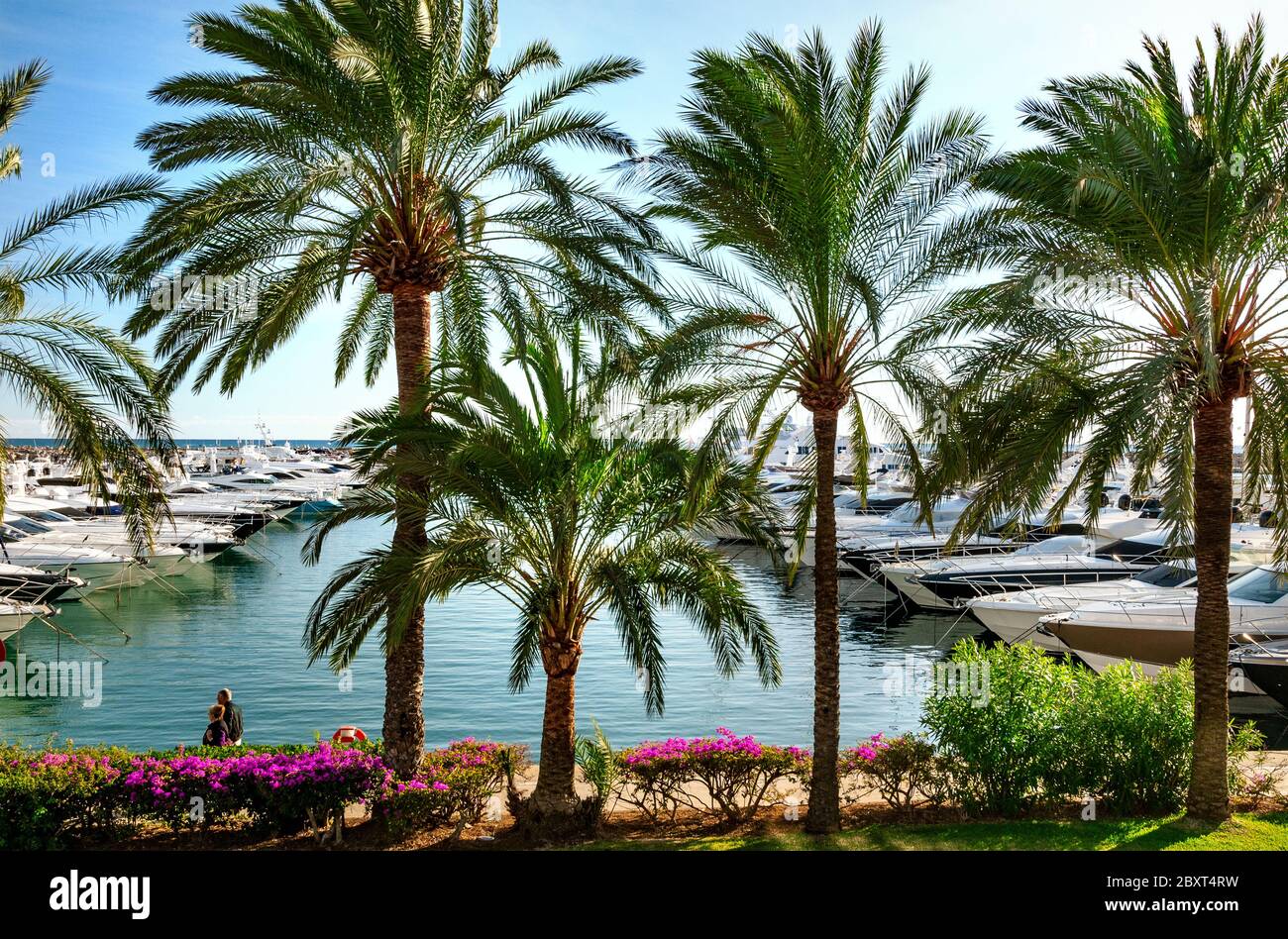 Puerto Portals Bäume säumen Marina mit Luxus-Motoryachten, die in Puerto Portals Portals Nous Palma de Mallorca Balearen Spanien festgemacht sind Stockfoto