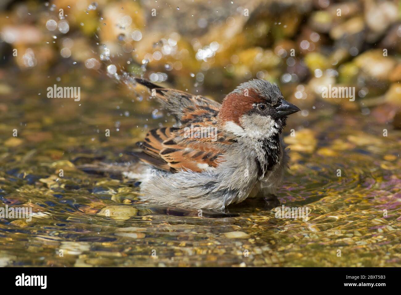 Haussperling (Passer domesticus) Männchen Baden im seichten Wasser von Bach / Bach Stockfoto