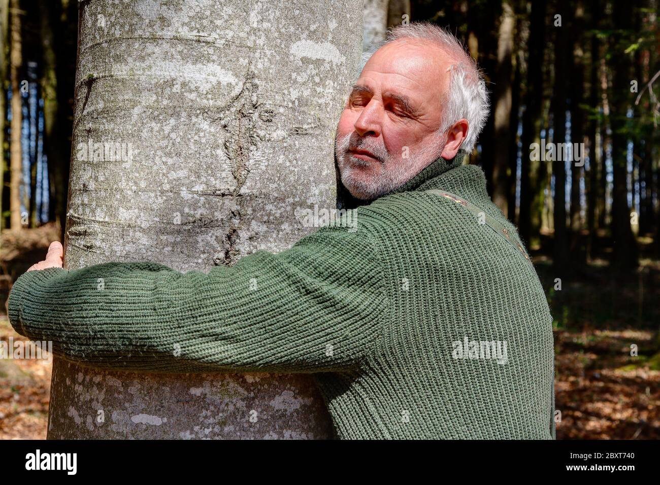 Ein älterer Mann umarmt liebevoll einen Baumstamm und fühlt sich entspannt und gut an. Umarmen einen Baum ist gut für das Immunsystem, schützt vor Herzinfarkt, depre Stockfoto