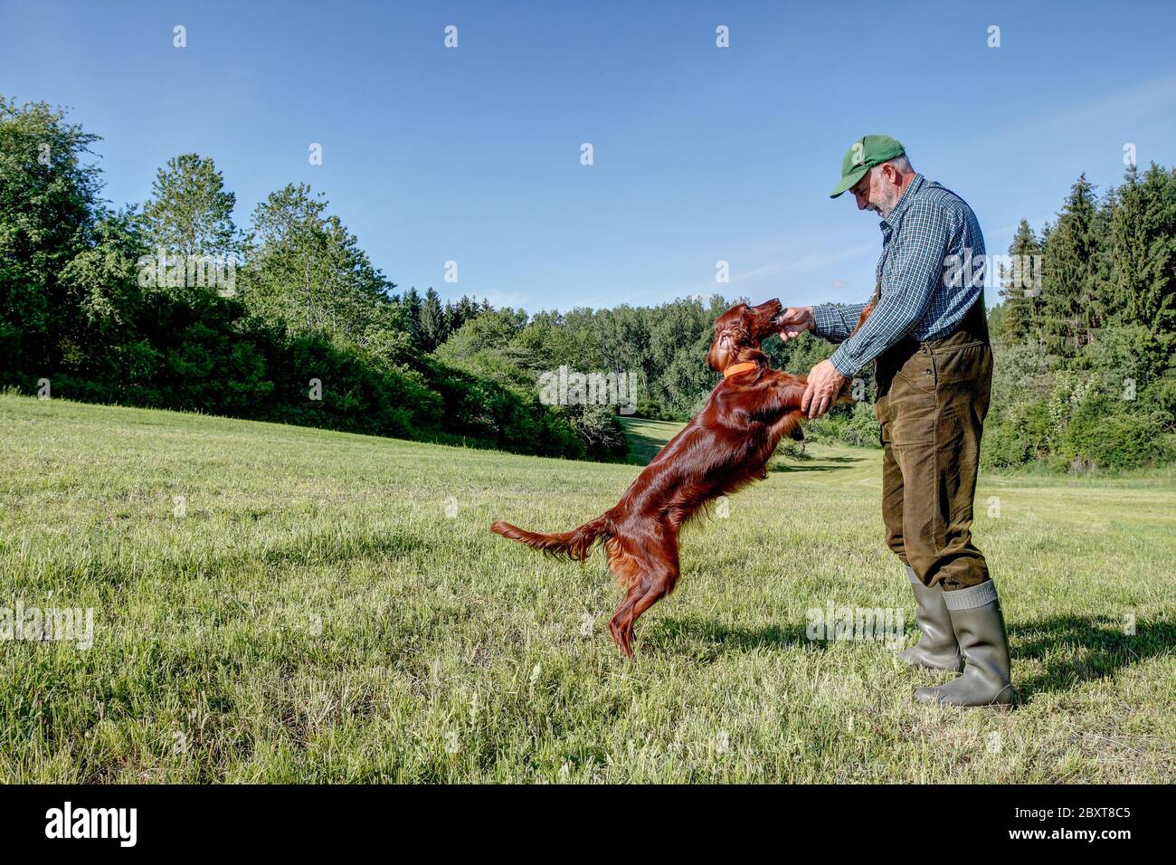 Ein Jäger spielt mit seinem jungen irischen Setter-Jagdhund auf der grünen Wiese in seinem Jagdgebiet. Stockfoto