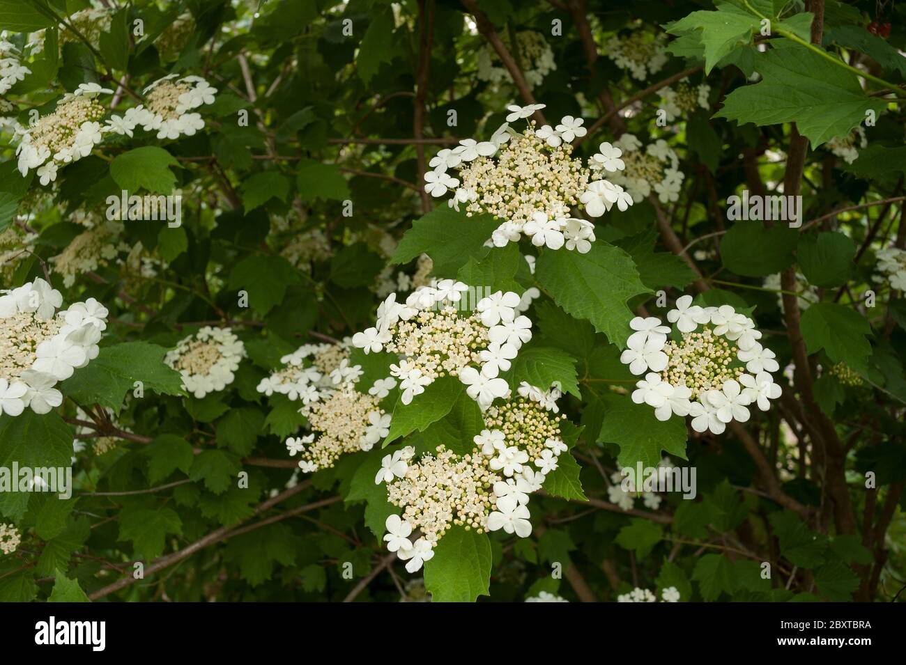 Viburnum opulus, Guelder Rose mit ihren schönen zarten weißen Blüten Stockfoto