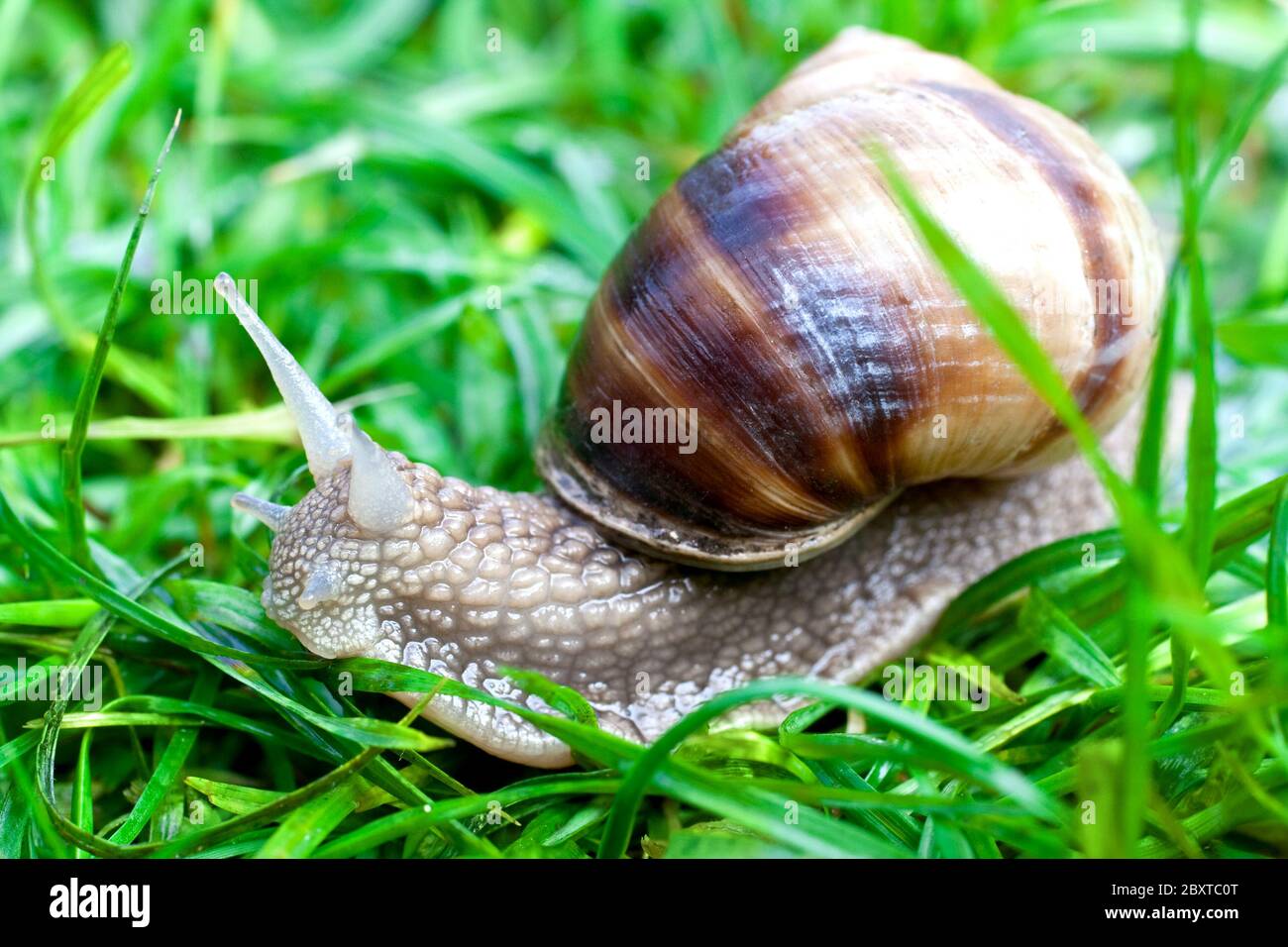 Schnecke auf grünem Gras Stockfoto