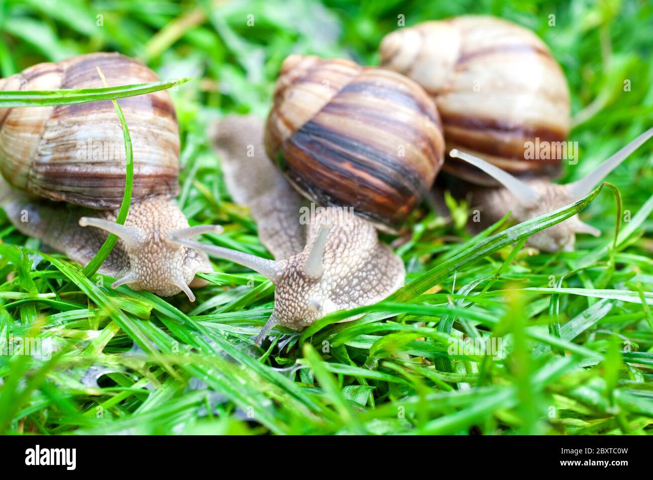 Schnecken auf rasen Stockfotos und bilder Kaufen Alamy