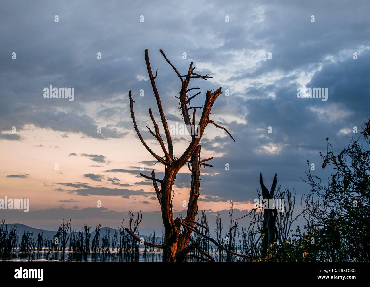 Trockener Baum im Masai Mara National Reserve Stockfoto