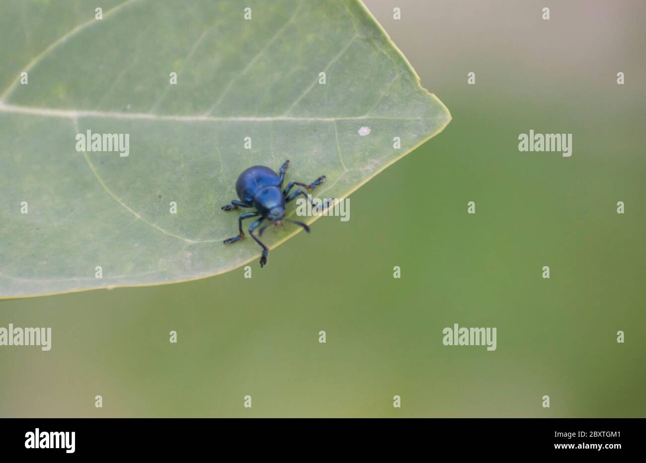 Die Insekten der Käferfamilie Chrysomelidae sind allgemein als Blattkäfer bekannt. Stockfoto