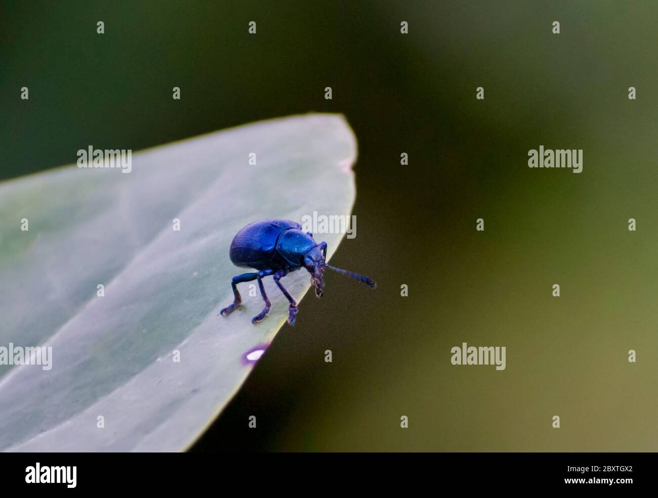 Die Insekten der Käferfamilie Chrysomelidae sind allgemein als Blattkäfer bekannt. Stockfoto