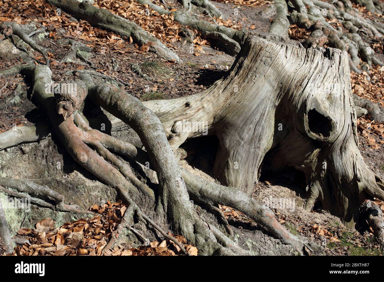 Stub und Wurzeln der Buche am Hang Stockfotografie Alamy