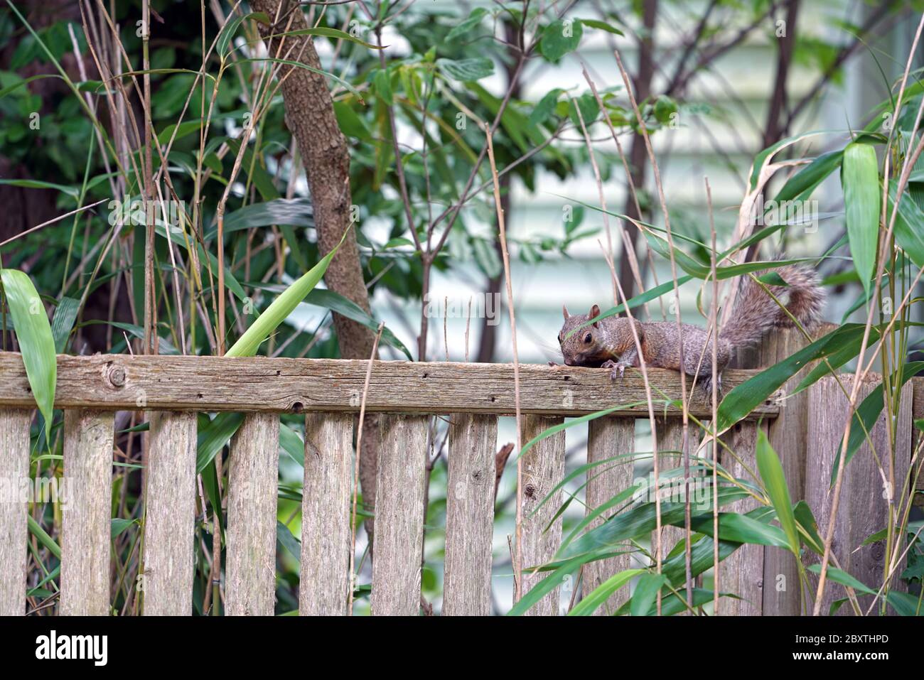 Ein pelzigen grauen Eichhörnchen planking durch Strecken aus flachen Bauch nach unten auf einem Gartenzaun Stockfoto