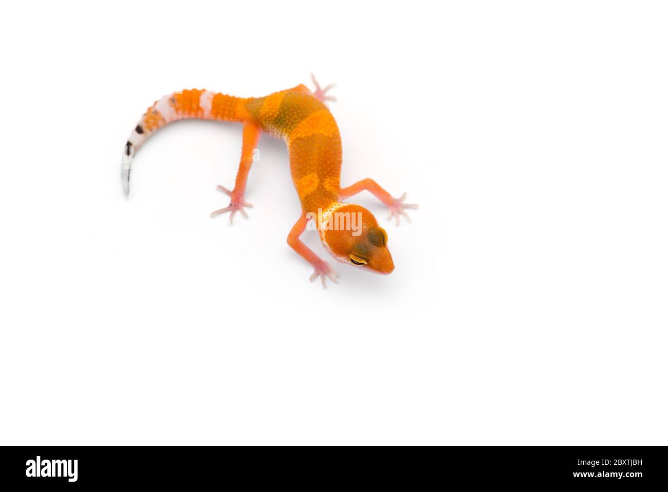 Die gemeinsame Leopard gecko auf weißem Hintergrund Stockfoto