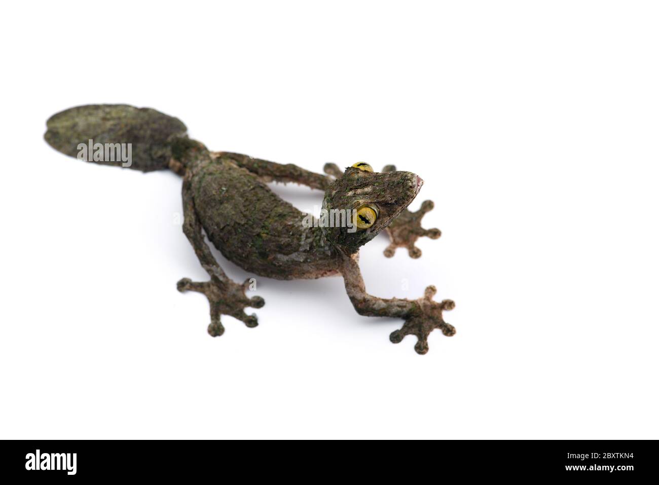 Moosy Leaf-tailed Gecko isoliert auf weißem Grund Stockfoto