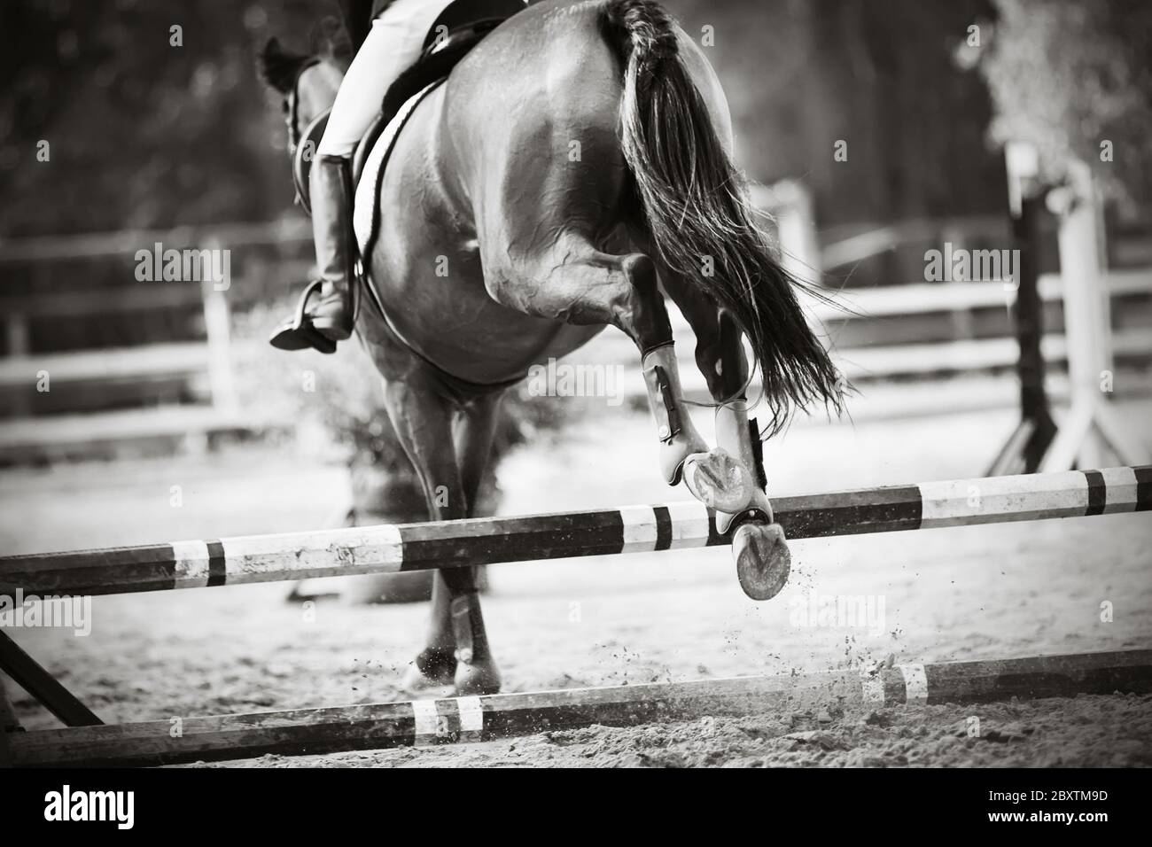 Schwarz-Weiß-Bild eines Sportpferdes mit einem langen Schwanz, der bei einem Springturnier schön über eine Schranke springt. Rückansicht. Stockfoto