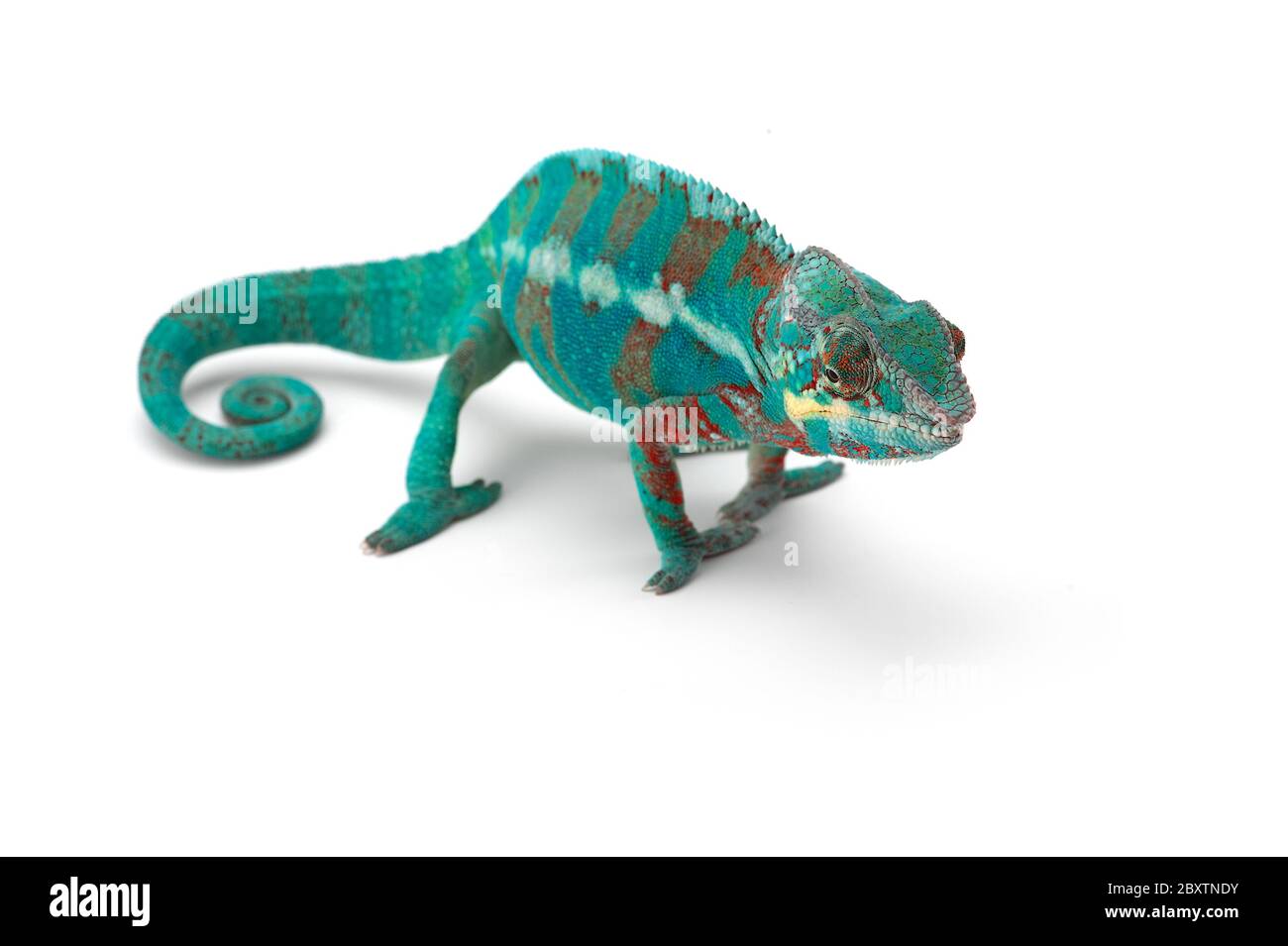 Blaue Eidechse Panther chameleon auf weißem Hintergrund Stockfoto