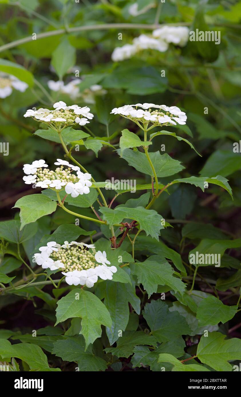 Wachholderrose Wildstrauch blüht im Frühjahr Stockfoto