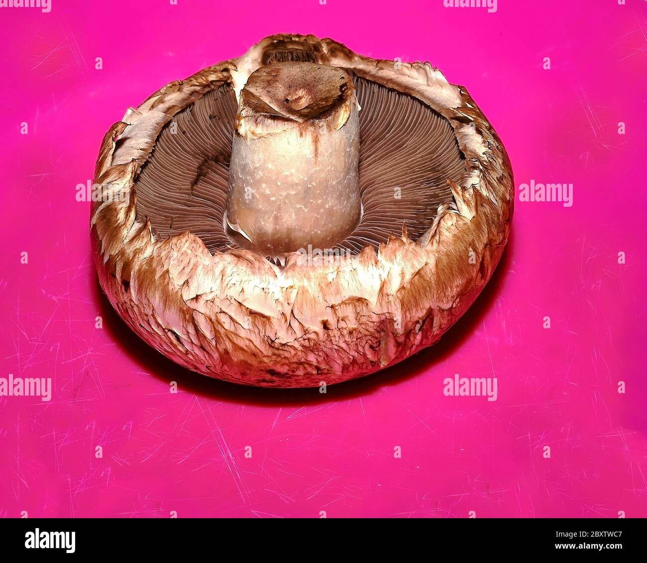 Portobello Pilz. Isoliert. Einzelner Pilz auf dem Kopf auf einem leuchtend rosa zerkratzten Hintergrund. Stock-Bild Stockfoto